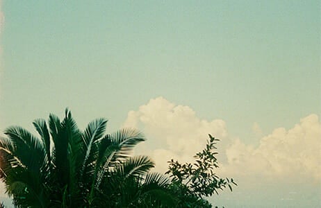 Sky, clouds, and palm tree tops